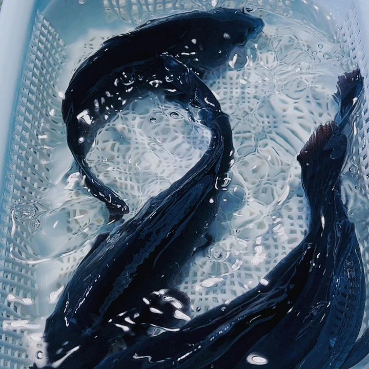 海水鱼锦鲤观赏鱼