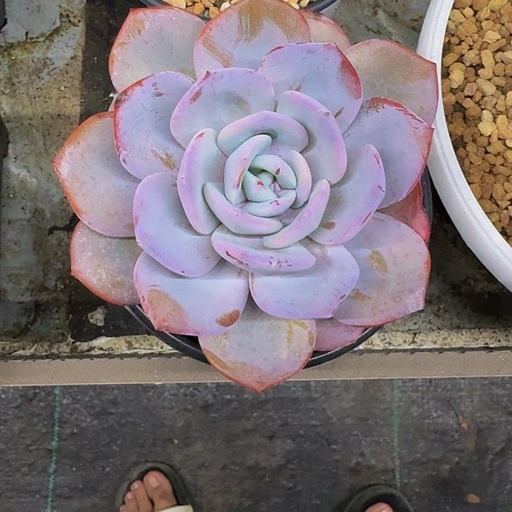 奶茶 单头 一物一拍