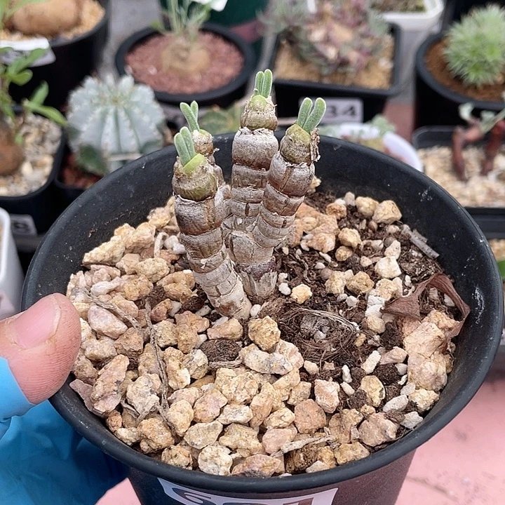 601产地碧光环兔子