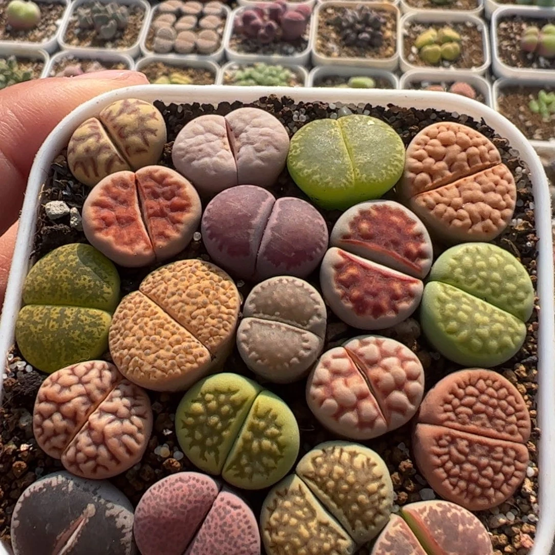 921多肉植物百科