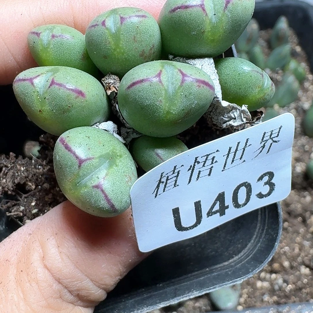 403盒多肉植物哇蛋糕