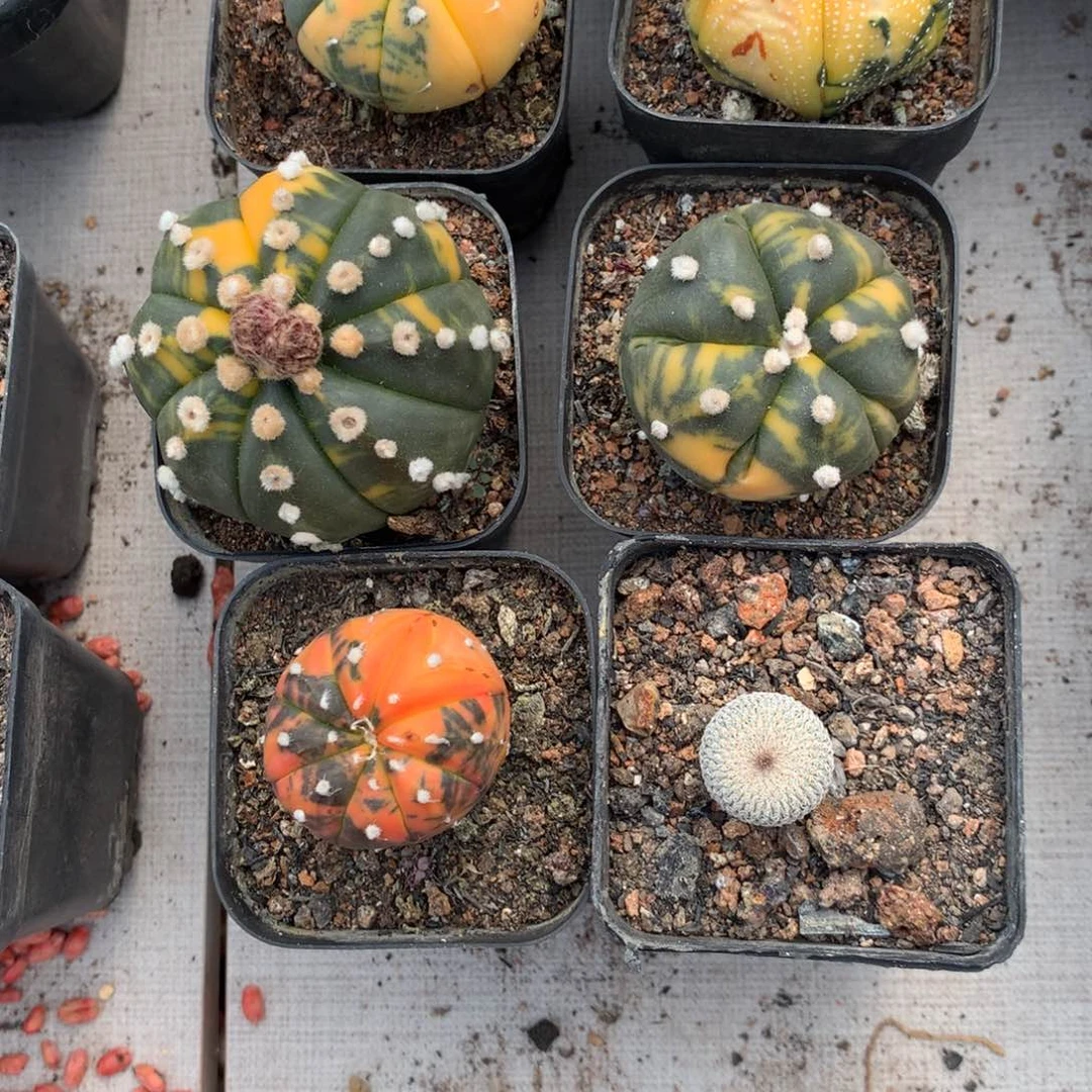 ‖**‖开播福利实生仙人球