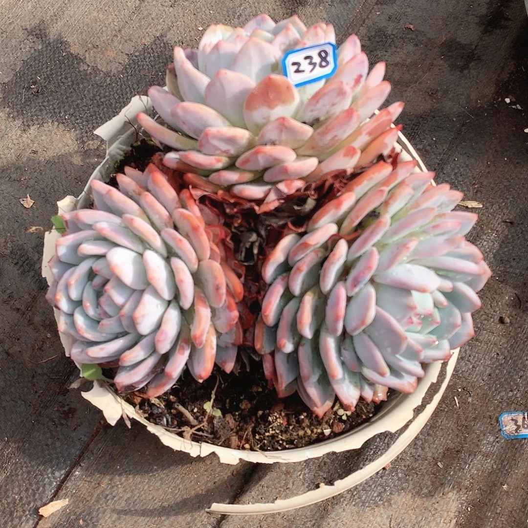 238橙子 一物一拍多肉