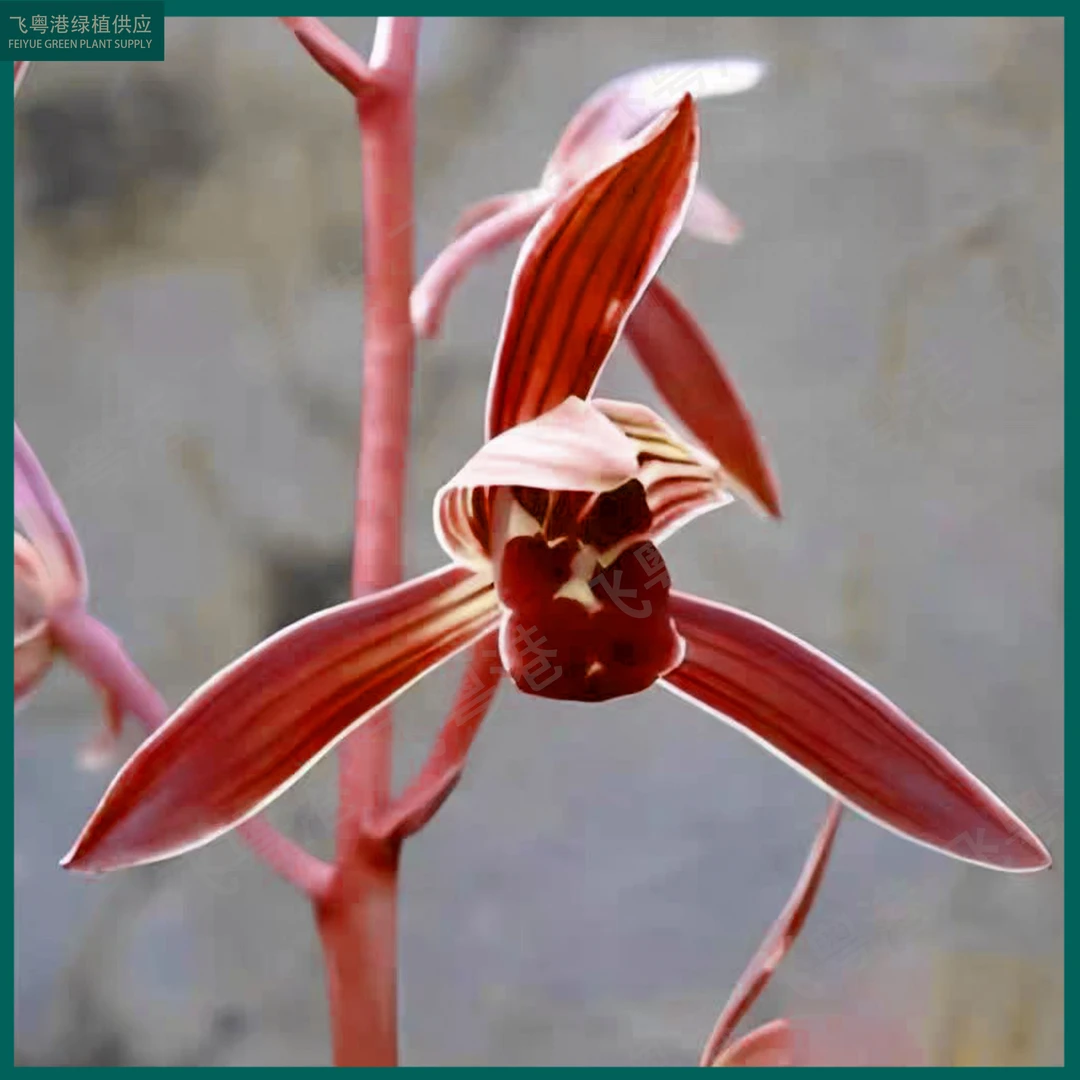 状元红5-8支花起带花苞名贵精品花卉四季常青