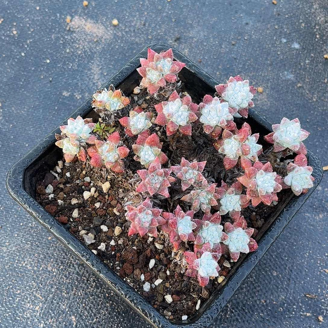 小鹿多肉一物一拍