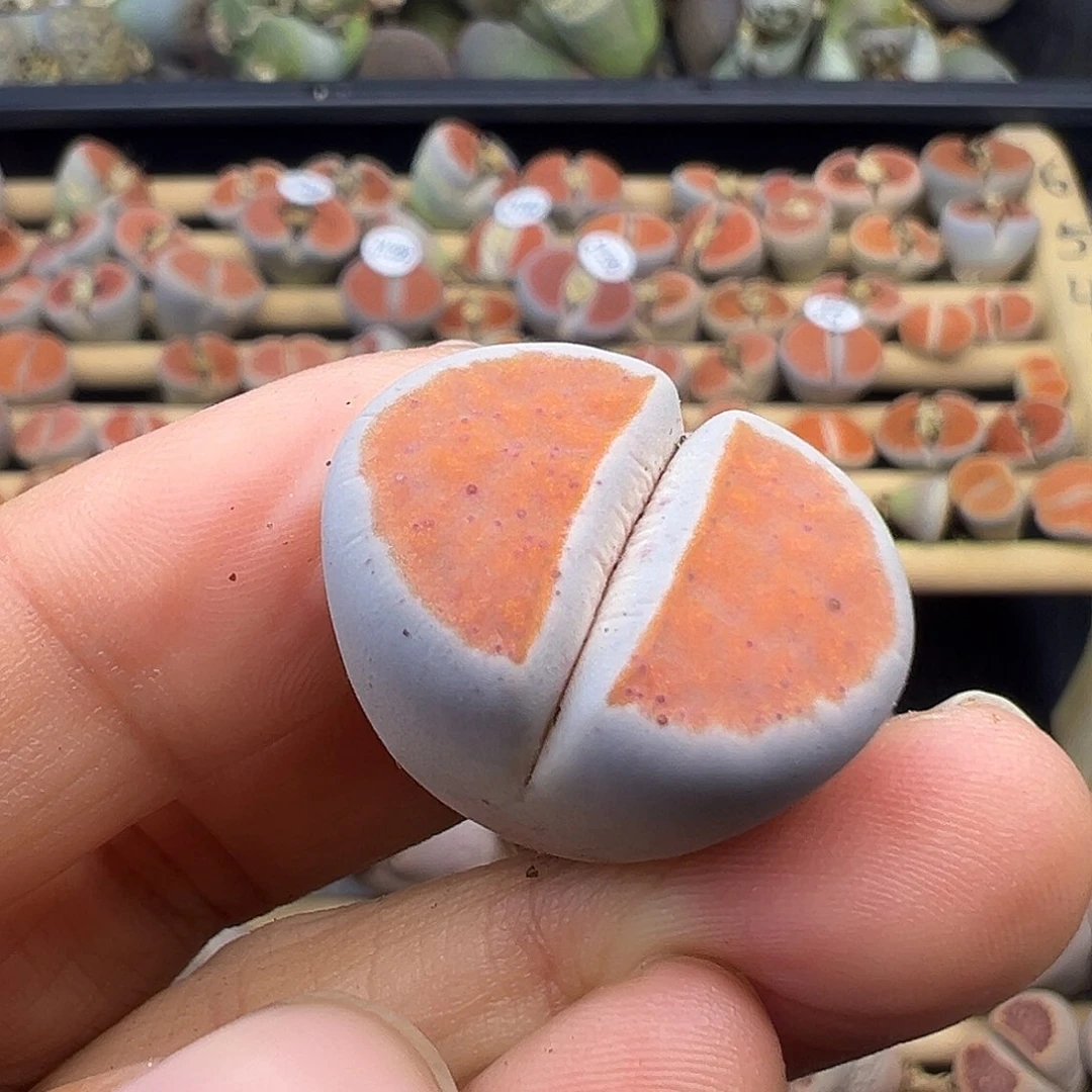 1391微瑕福利清了