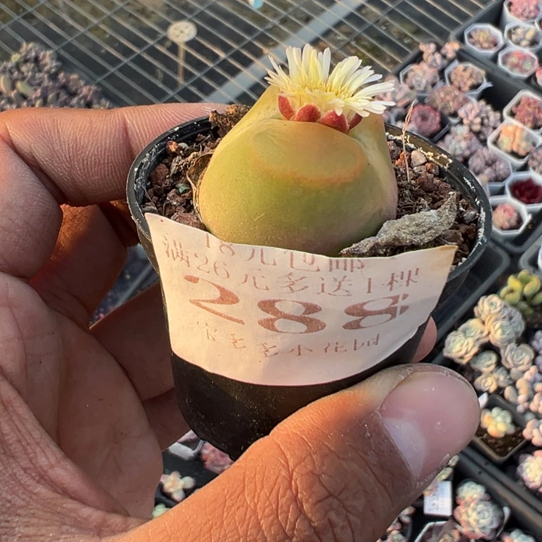 嗡***嗡288号毛汗尼一物一拍满18包邮满26送一颗多肉