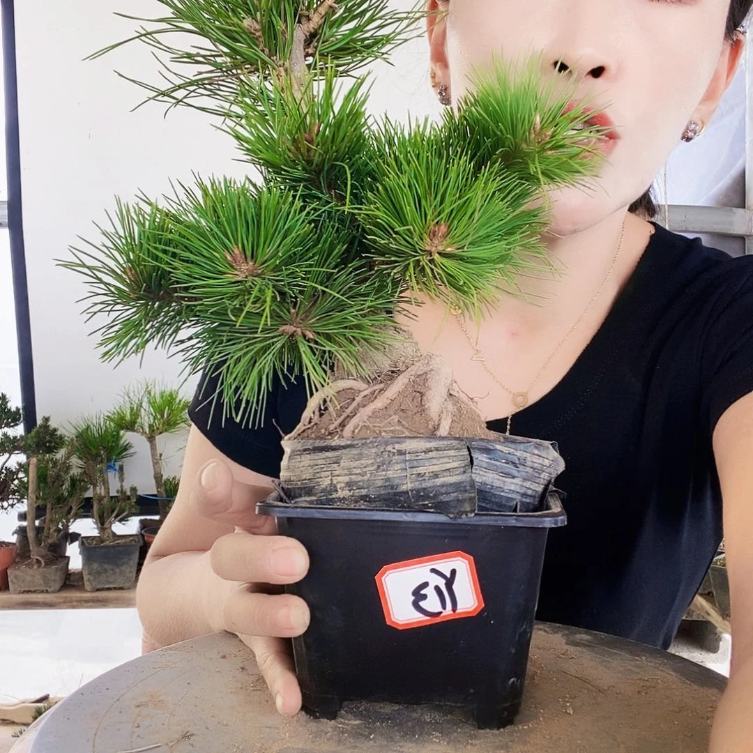 无花朵植物形态多年生草本