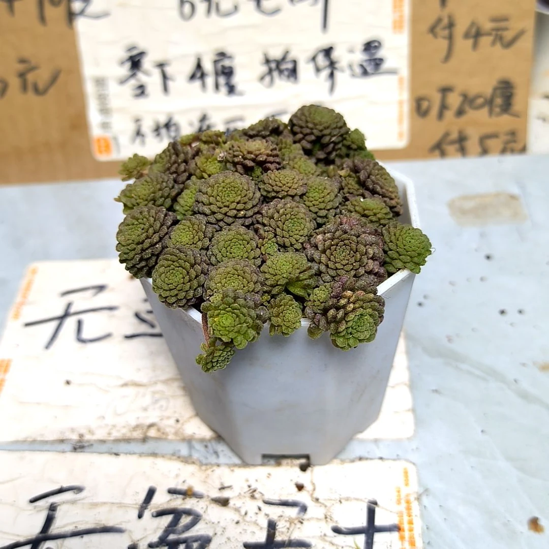 满6元包邮，魔男带缀化小头，八角盆