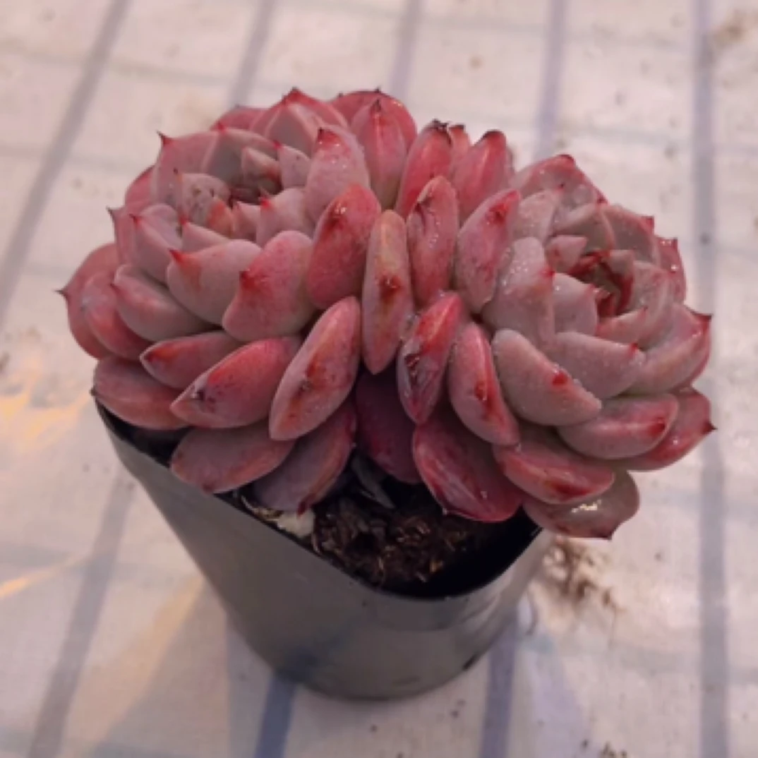 【满9.9包邮】蓝孔雀双头6.5cm盆多肉植物以直播间展示为主