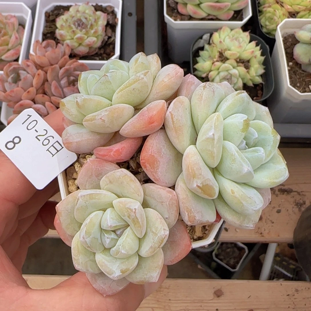 三头老桩冰玉一颗脱土