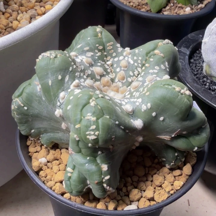 金刚大猩猩内凹无敌兜