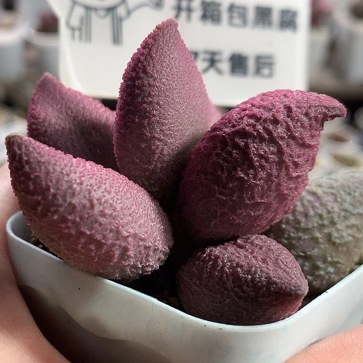 粉核桃点水泡专拍