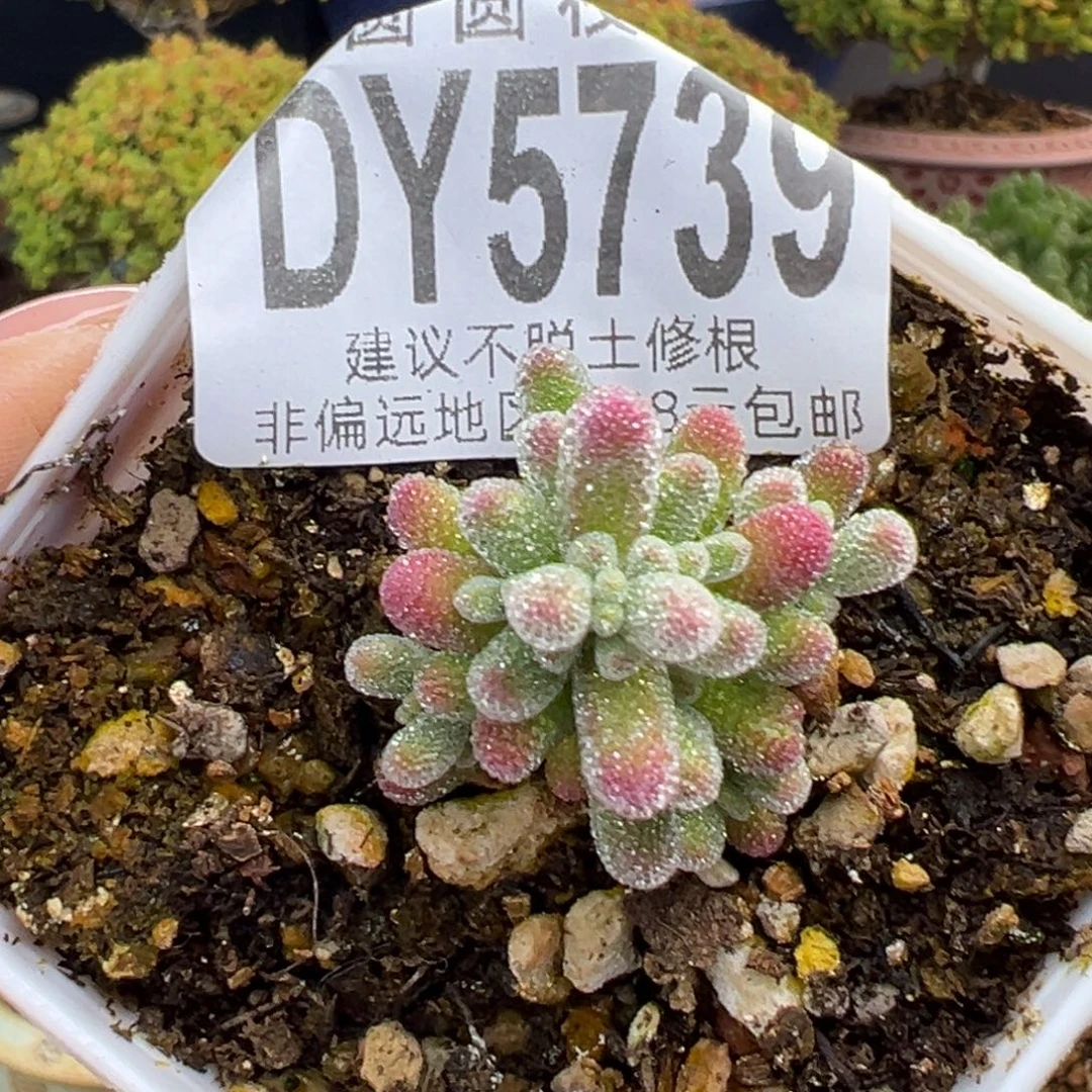 dy5739实生粉冰晶冠幅2.5cm