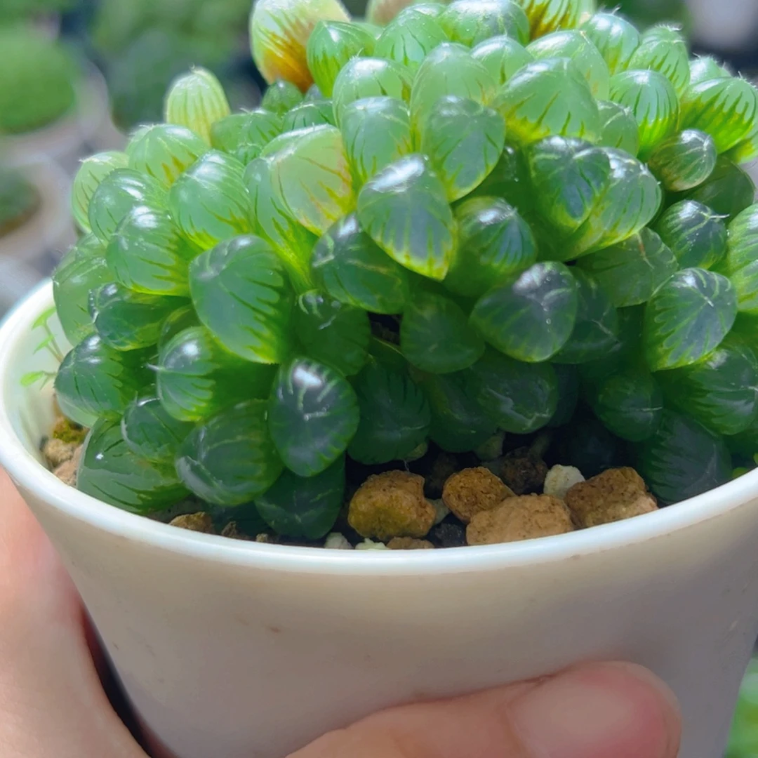 小叶冰灯群多肉多肉