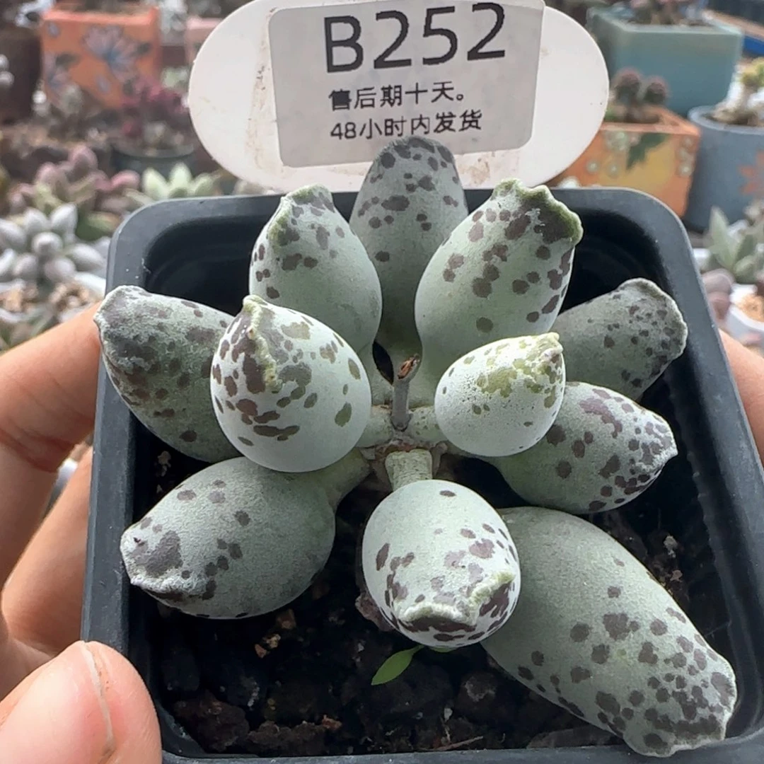 福利。    252。