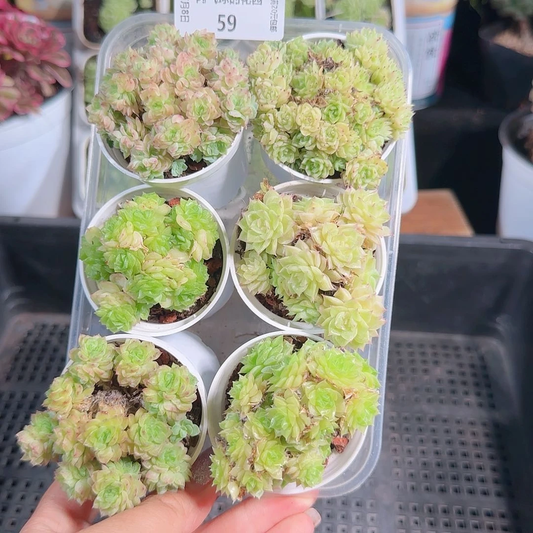 0708---59麦秆6颗