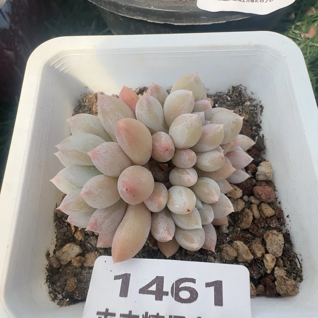 1461 卉卉精品多肉 非偏远地区满28元包邮