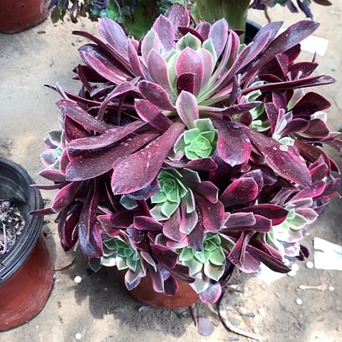 全部花朵金丝雀玫瑰玫瑰玫瑰