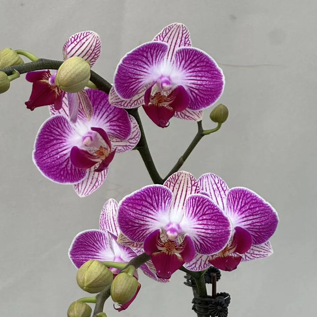 （红双喜02）蝴蝶兰 花期长 拍3颗以上配盆