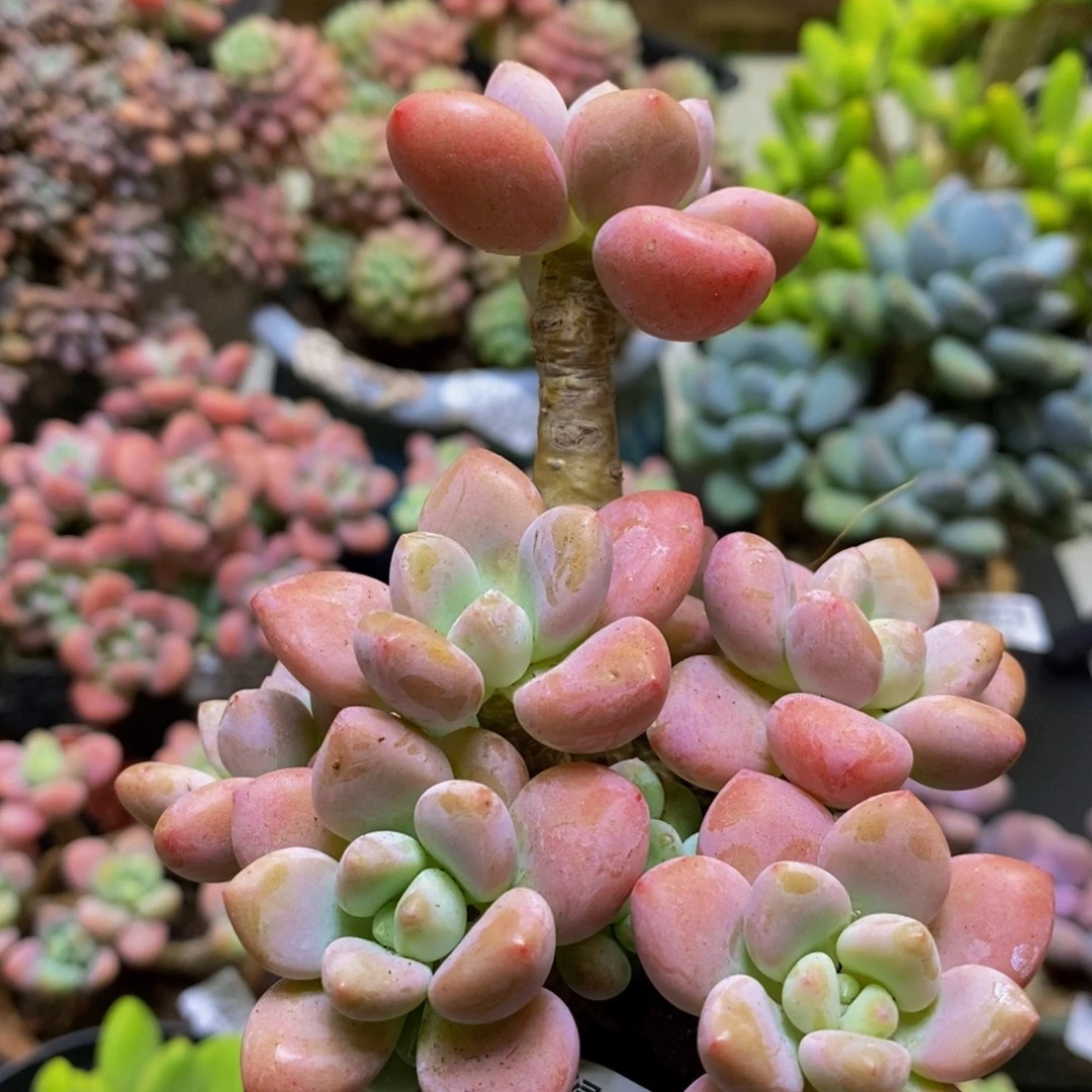 111樱花洛神8cm多肉