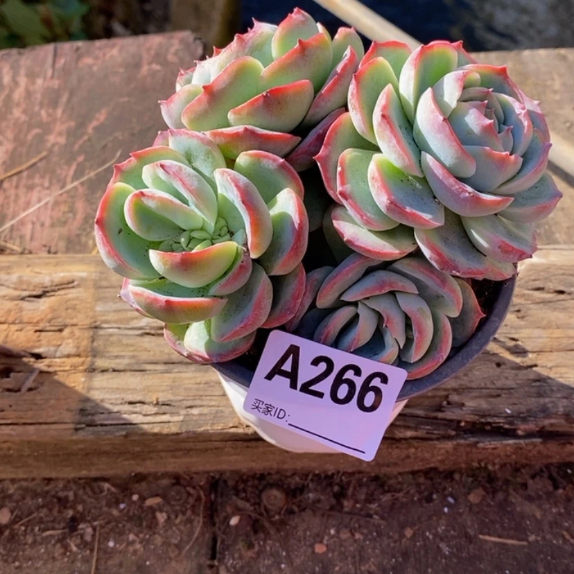 【闪购商品】是*否多肉植物
