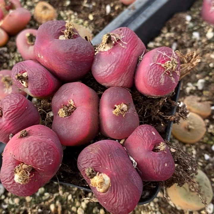 376有伤一组一组