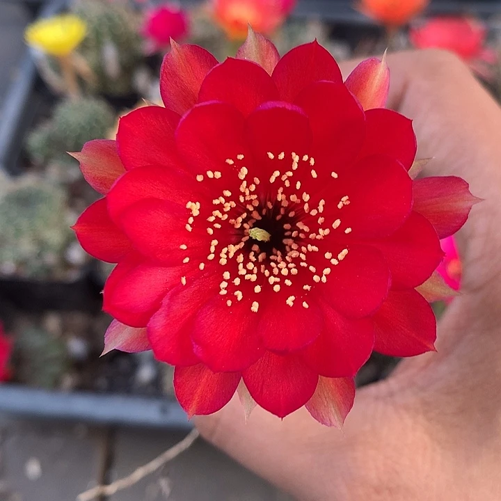 2 实生丽花4厘米球