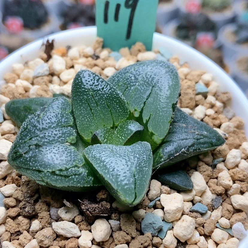 【闪购商品】喜***肉119月亮石