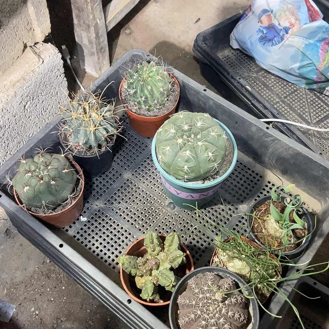 一筐子一物一拍，