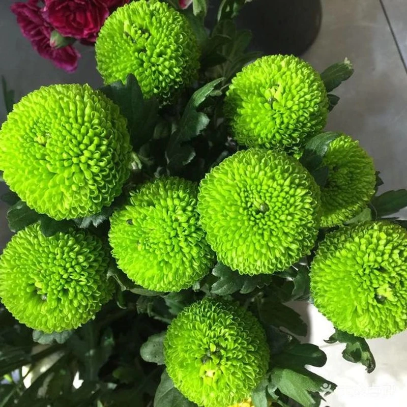 云南玉叶鲜花【乒乓菊】鲜切花鲜艳花期长水培室内养护乒乓菊三色