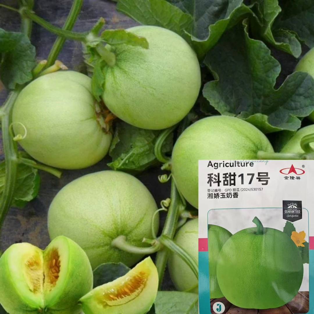 春秋早熟甜瓜种子香甜浓郁绿皮早熟薄皮甜瓜种子