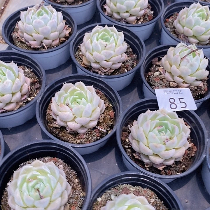 85 多肉植物盆栽花卉