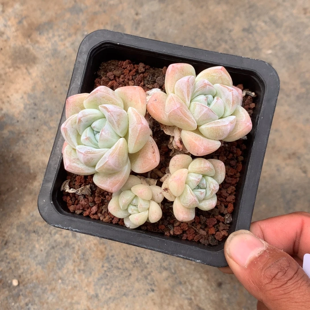 清乾隆皇帝赐匾及