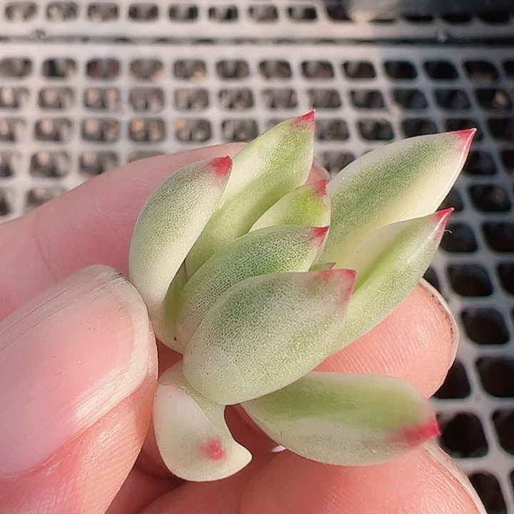 呵*多肉植物多肉植物