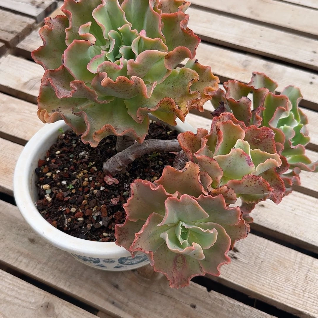 发货……多肉…不带盆