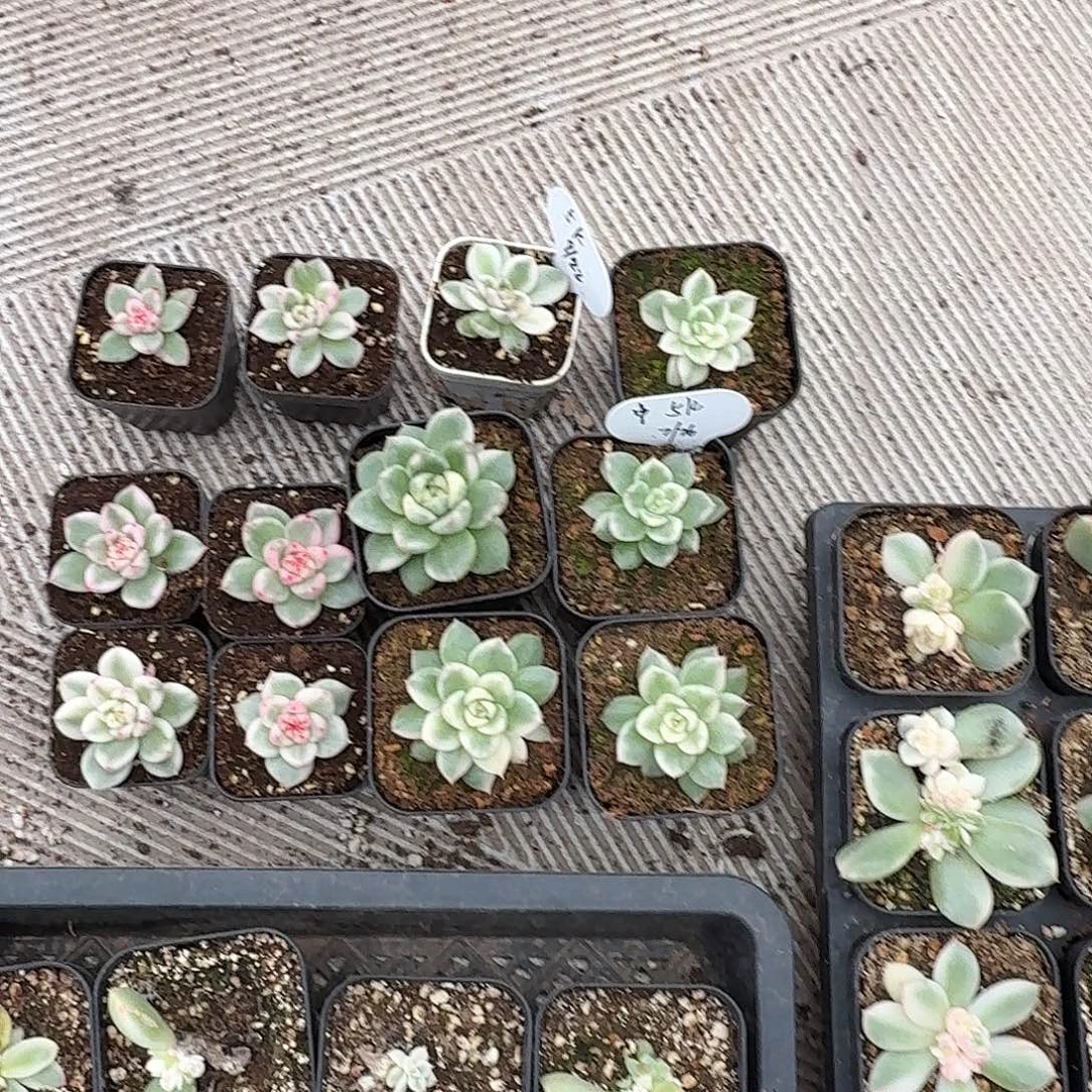 二***包1119-97不知名锦12