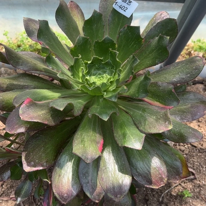 魅影七彩多肉植物402