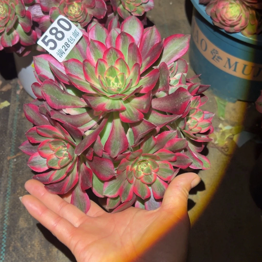 多肉植物580赤子心