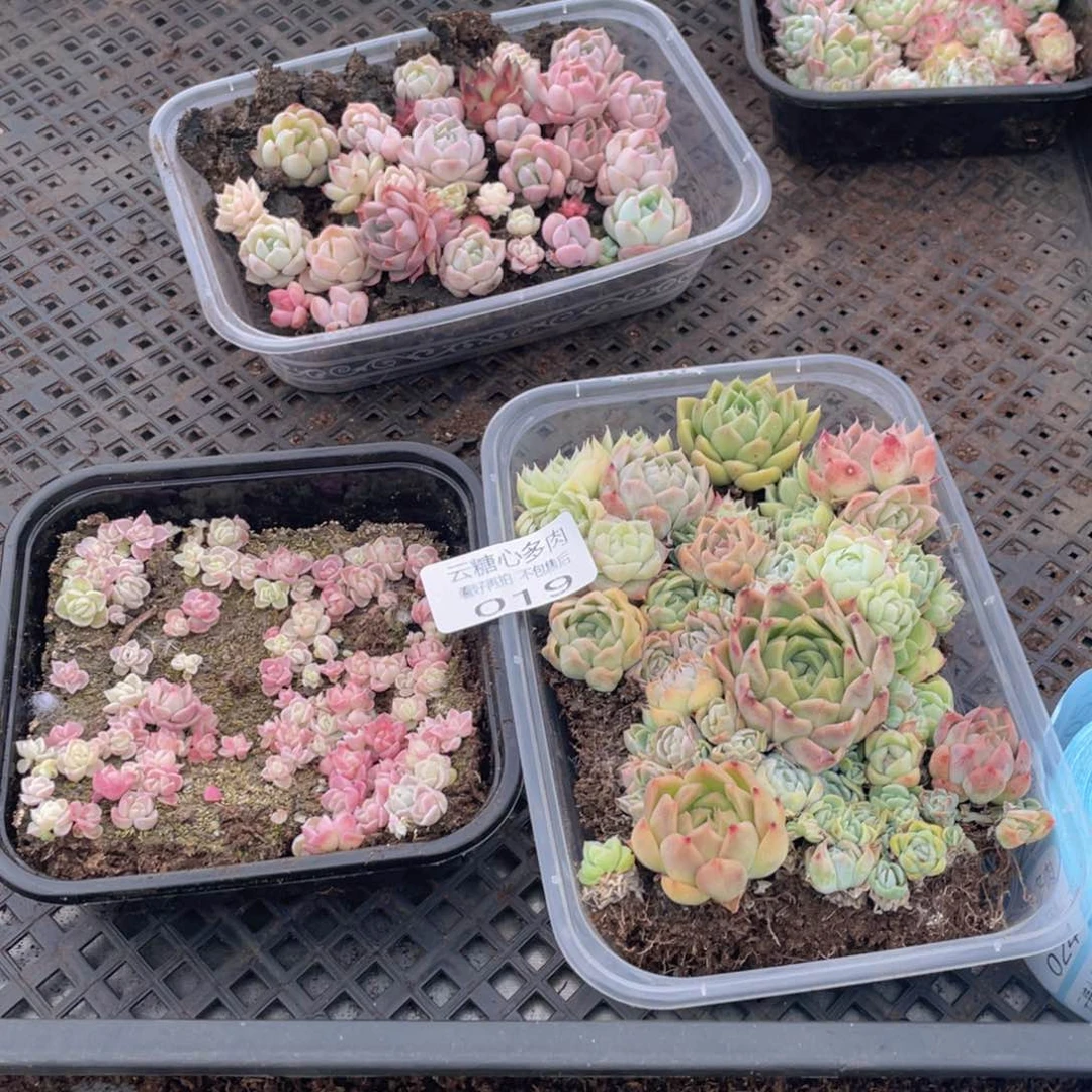 云糖心多肉植物19