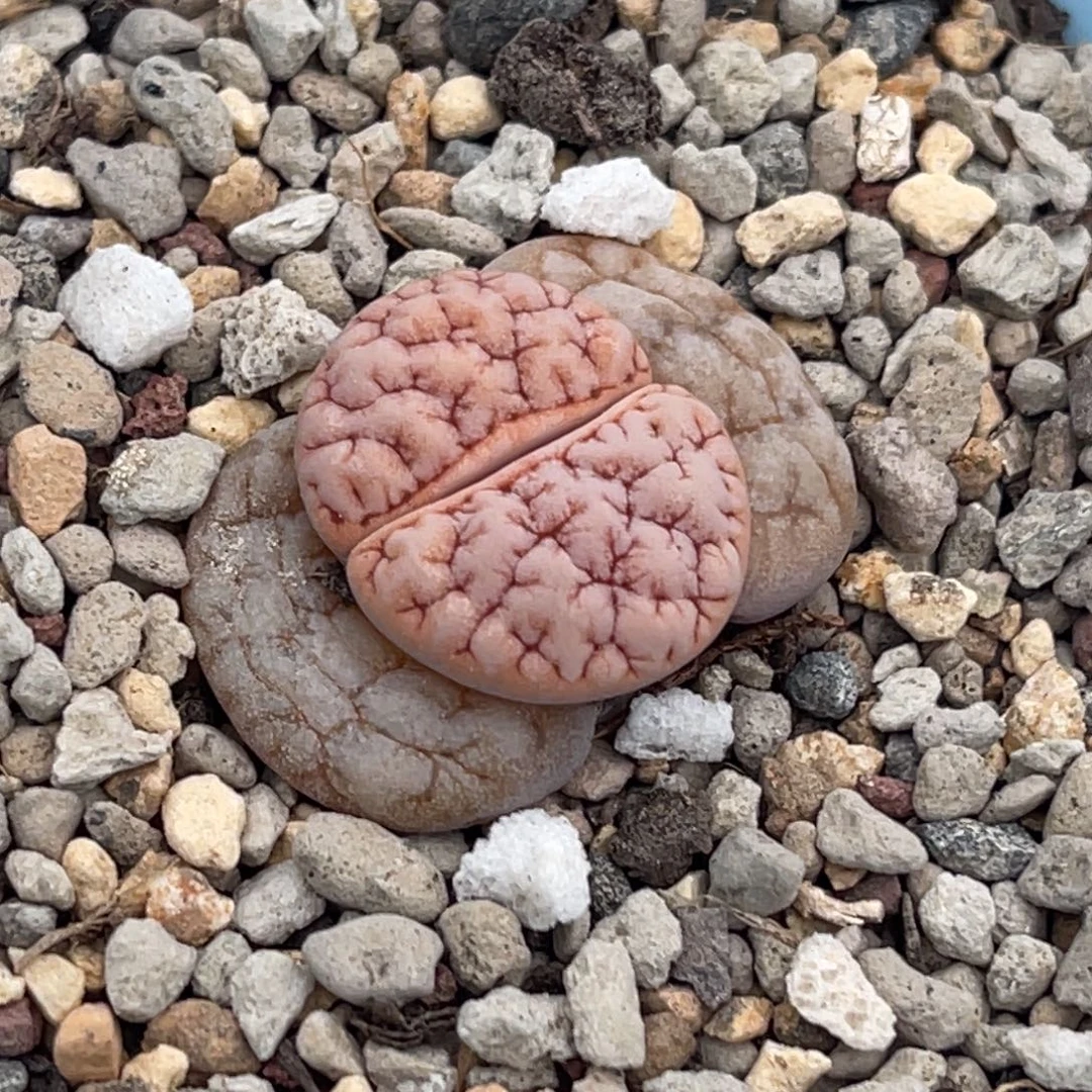 7647凹凸铁189一颗