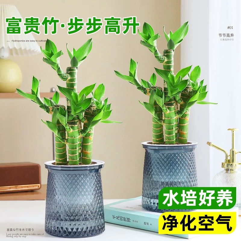 富贵竹步步高荷花竹水养办公室阳台盆栽水培绿植物室内客厅吸甲醛