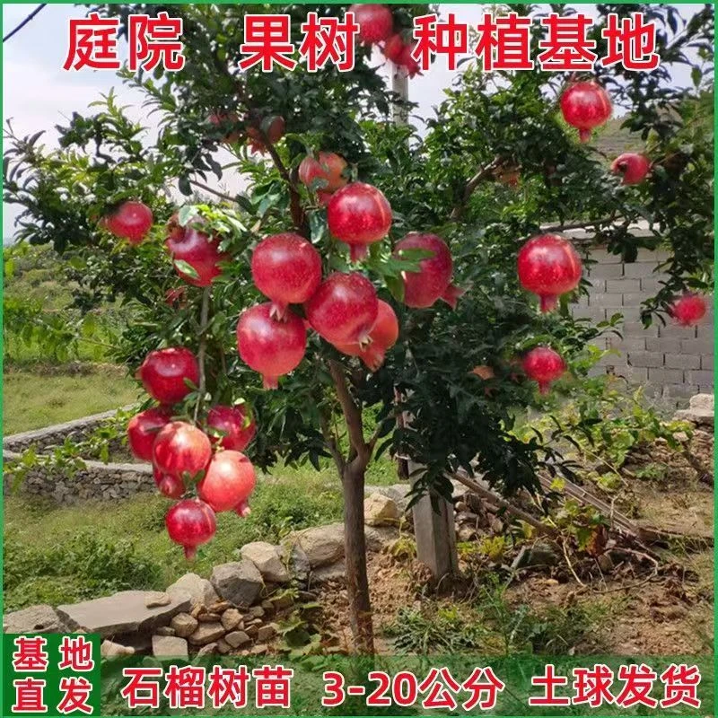 优质大规格石榴树纯甜软籽适合庭院阳台盆栽地栽