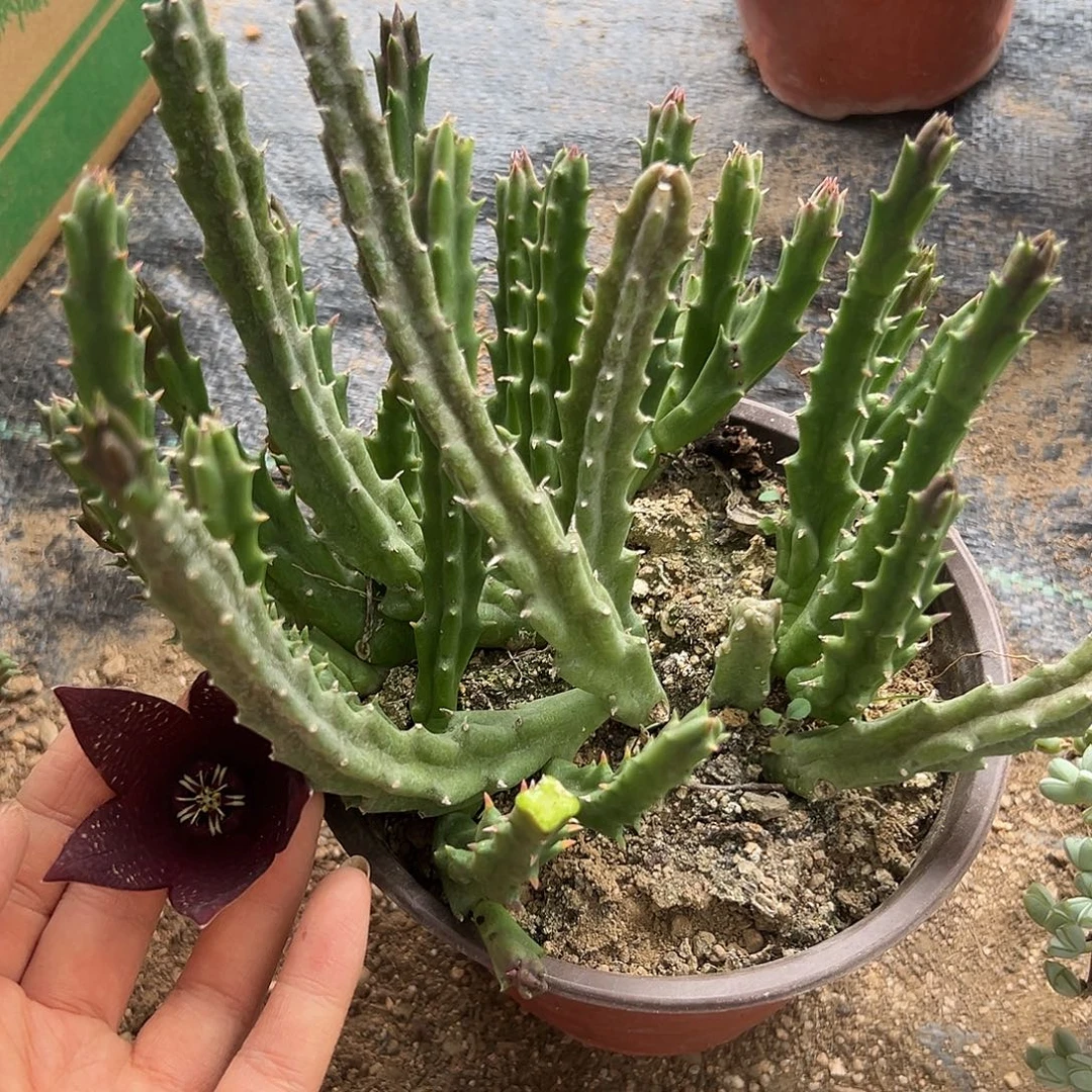 魔罗福呃呃呃呃摸摸哦