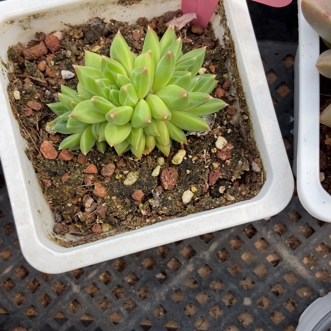 1754甲骨文多肉植物保护