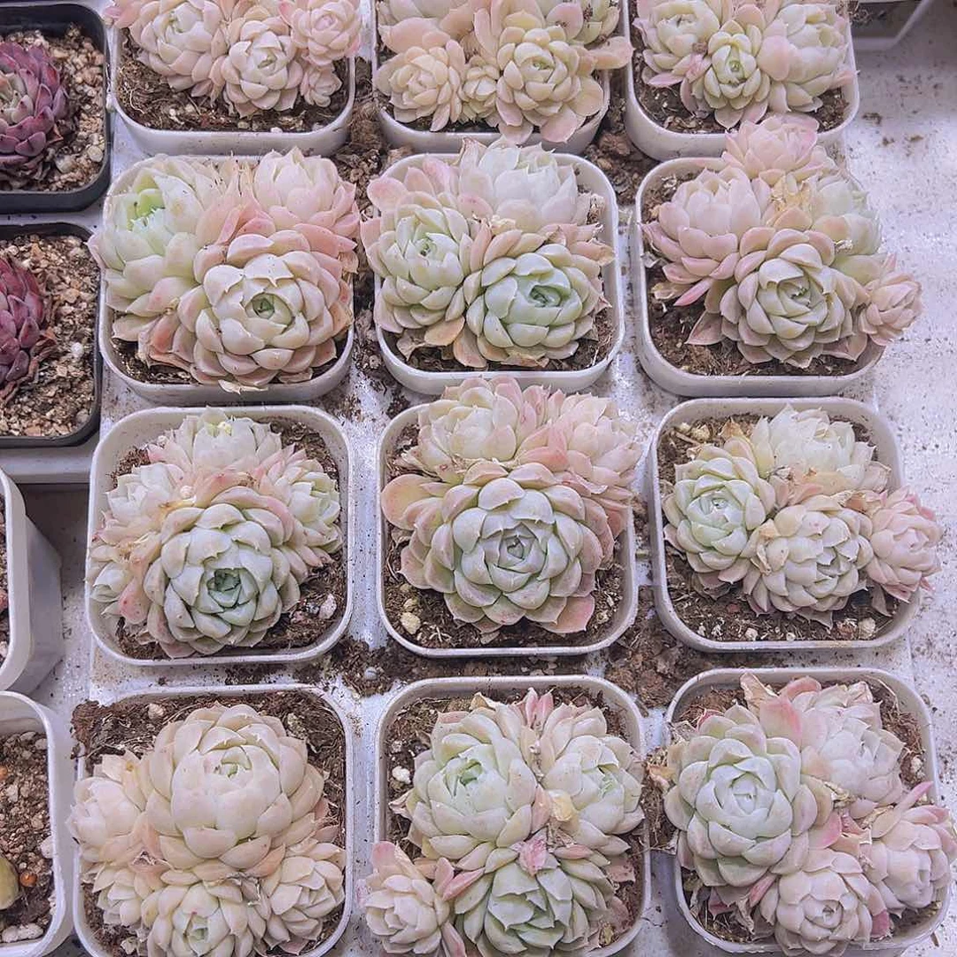 白月影群19包邮多肉