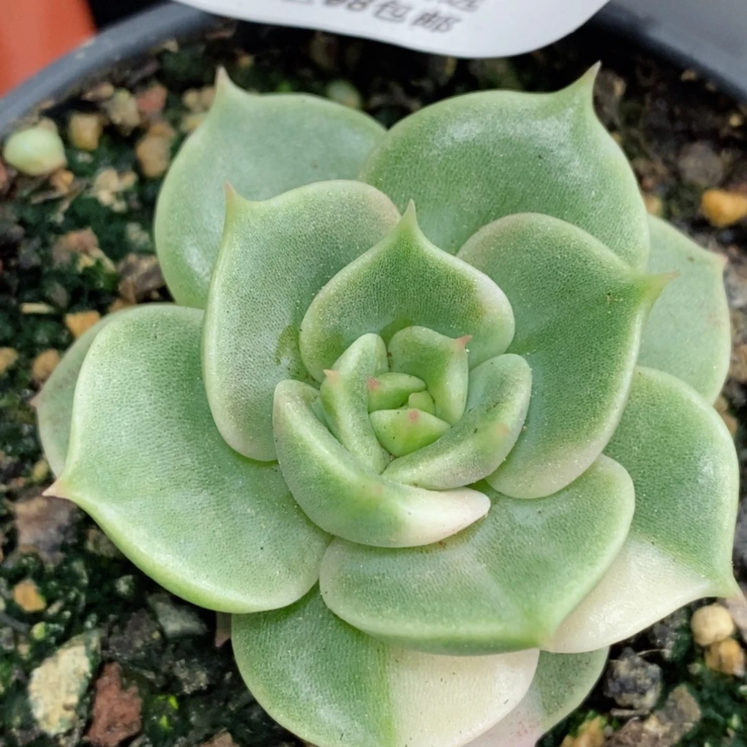 178贝加尔湖锦 小方花圃一物一拍