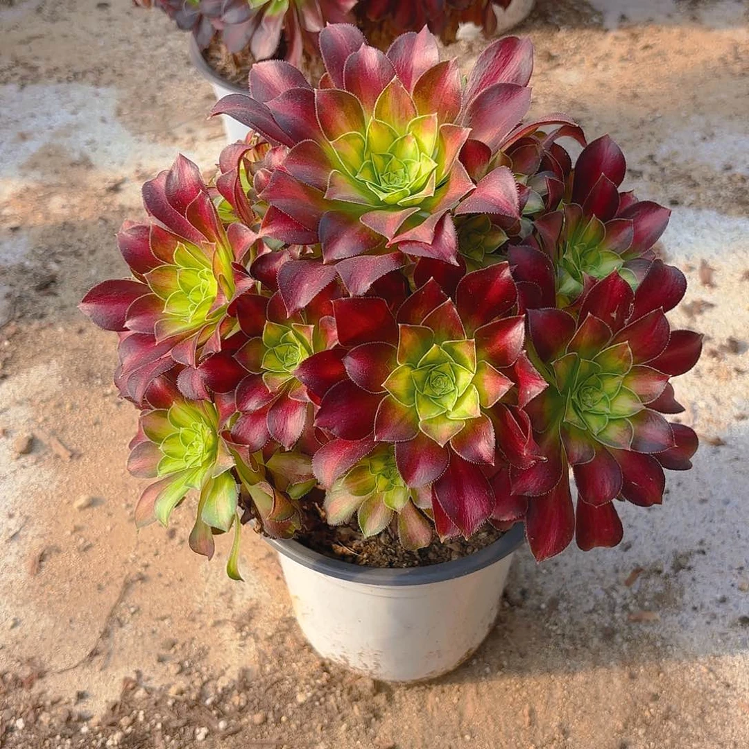 韶华多肉植物老庄