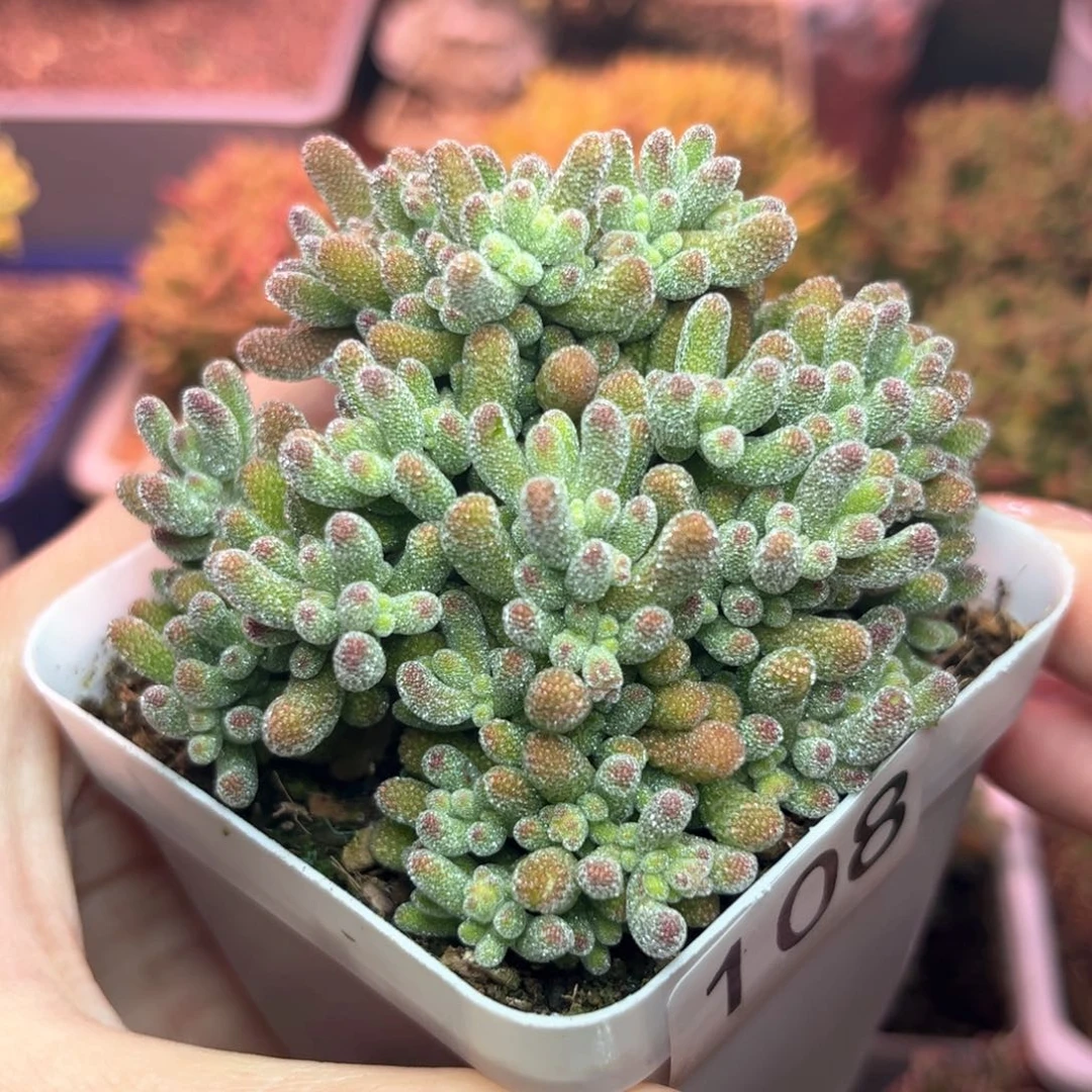 布***虫108冰晶可爱多肉植物