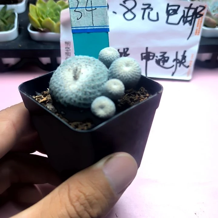 肥界带崽，满8.8元包邮，